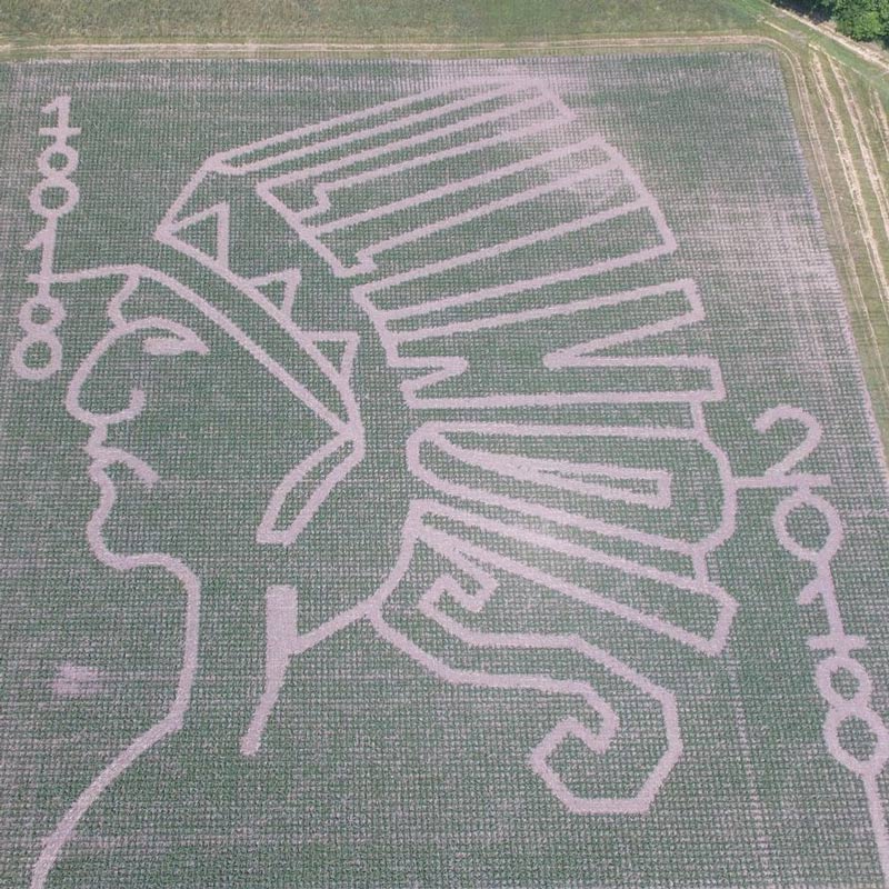 cornmaze