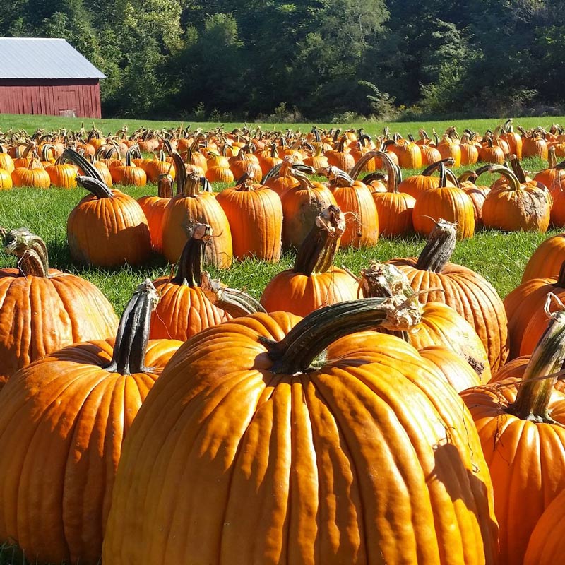 pumpkin-farm